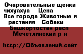 Очаровательные щенки чихуахуа  › Цена ­ 25 000 - Все города Животные и растения » Собаки   . Башкортостан респ.,Мечетлинский р-н